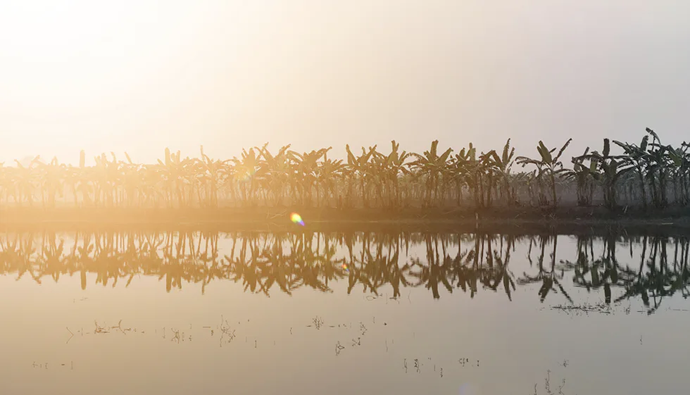 Banana grove at first light beside still water
