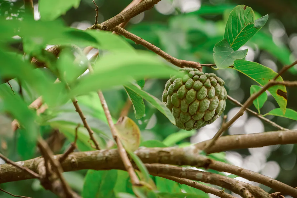 Custard apple ripening on a branch