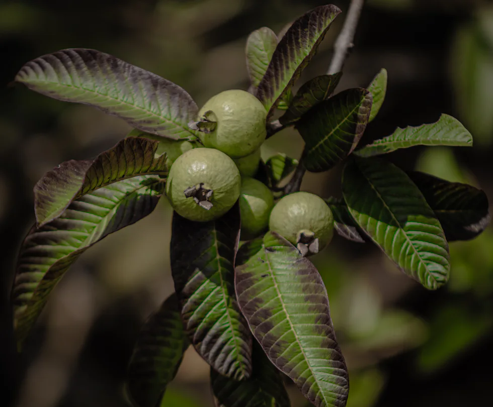 Guavas ripening among broad green leaves