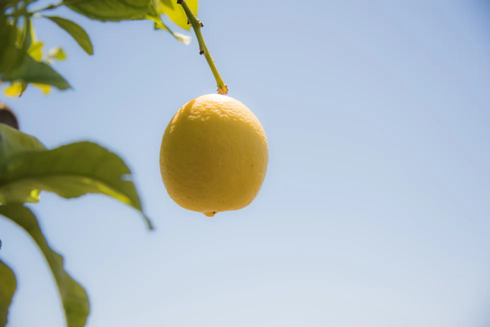 Yellow lemons hanging on a lemon tree
