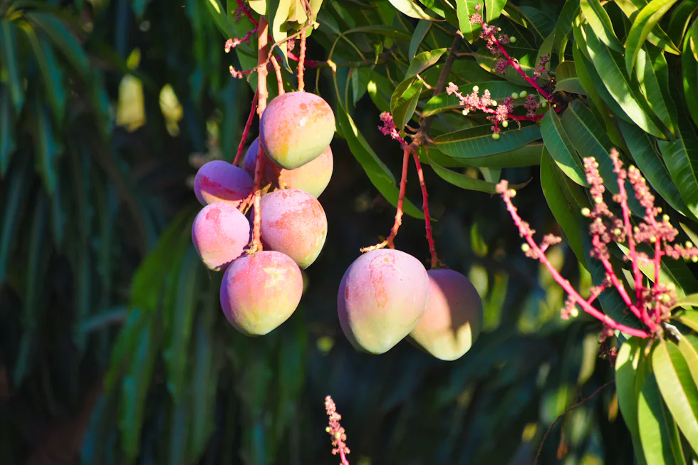 Ripening mangoes hanging from a branch in the orchard