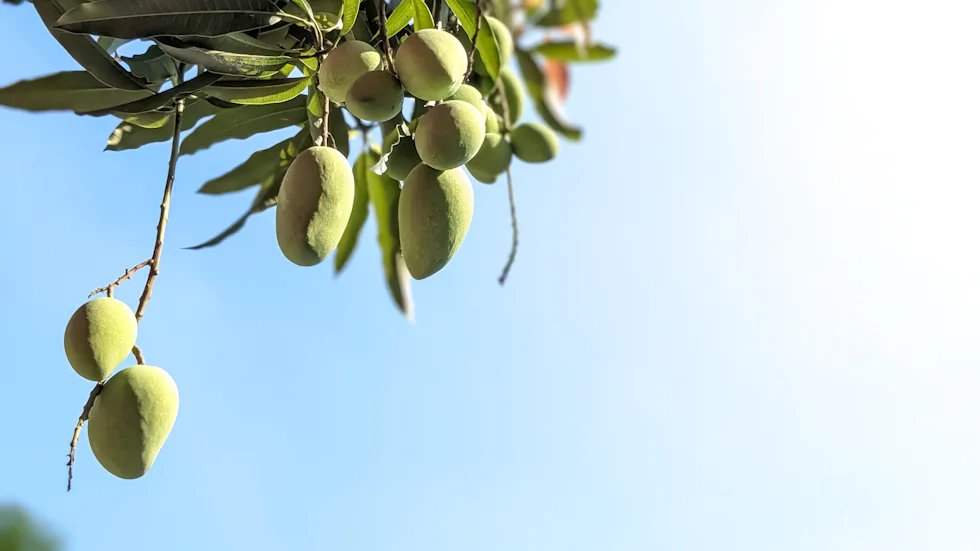 Ripe mangoes gathered during harvest on the farm