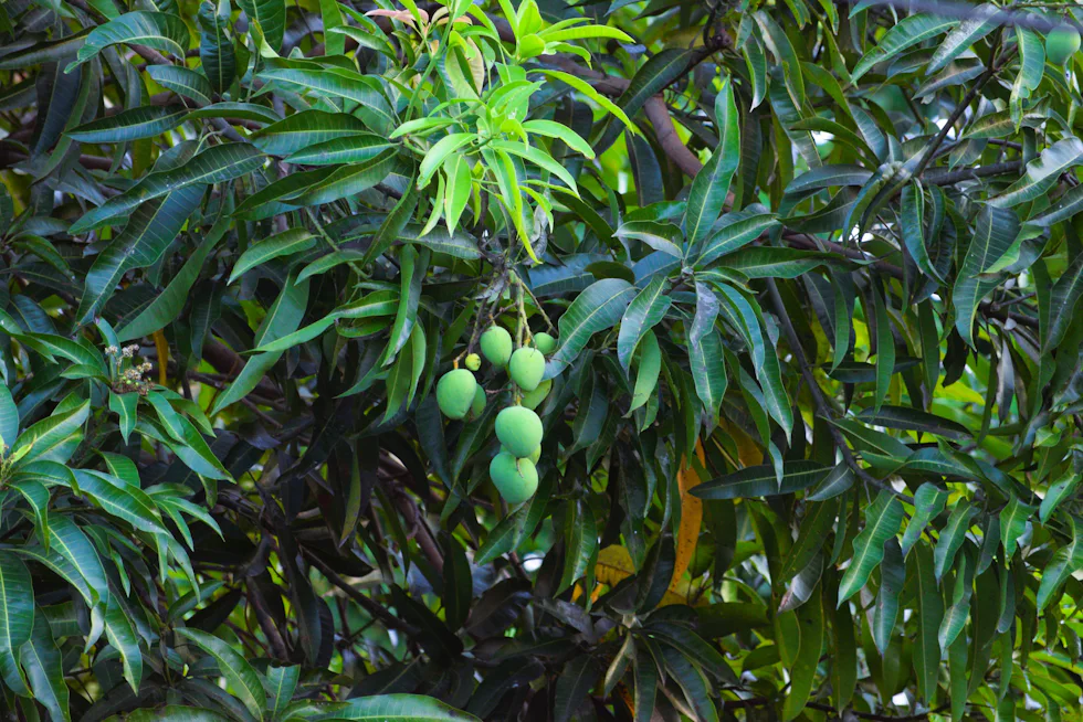 Green mangoes hanging in dense foliage on the tree