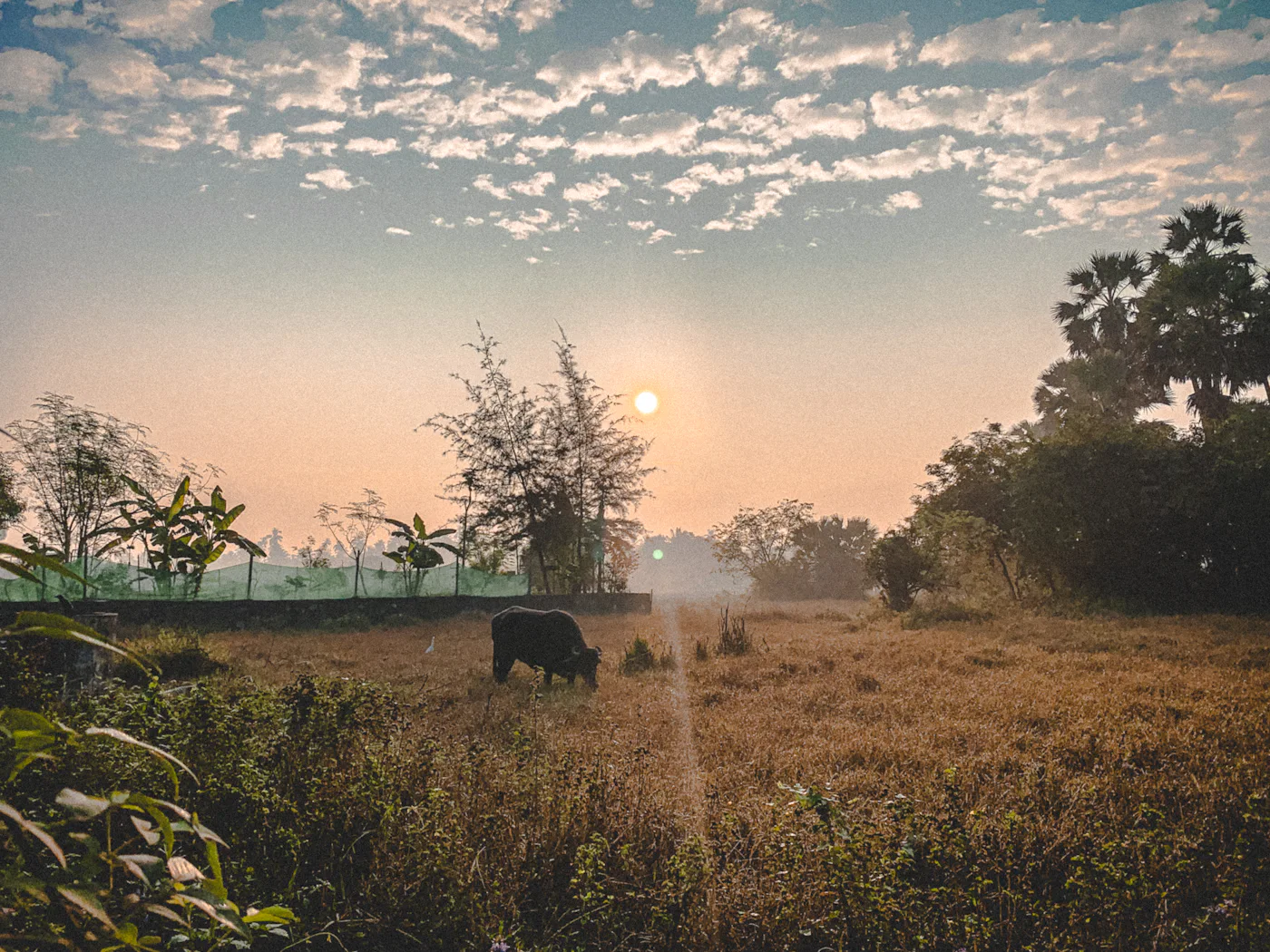 Early morning mist over open farmland at MJR Farms