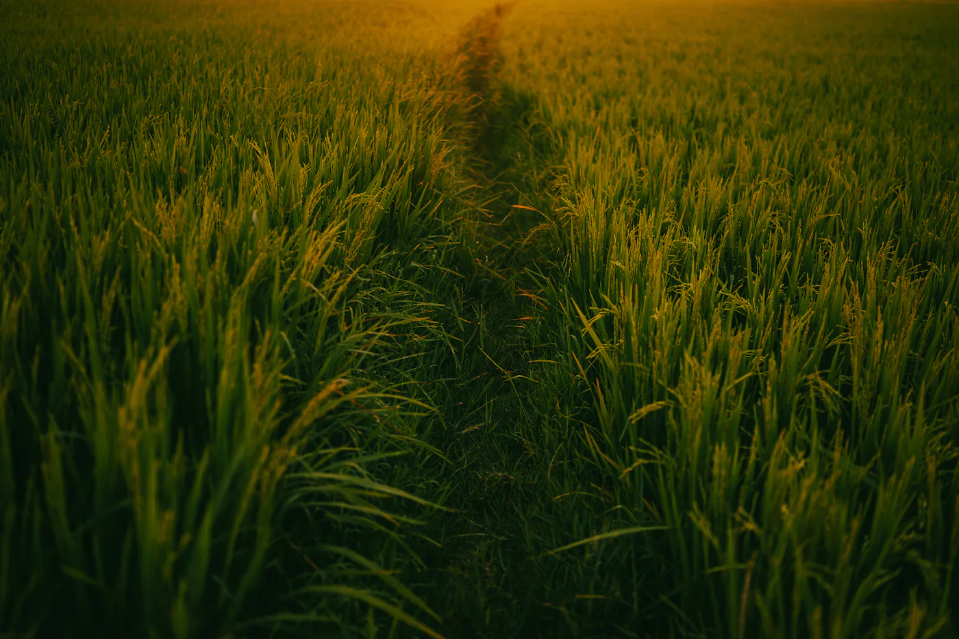 Golden light falling across the paddy fields at the edge of the farm