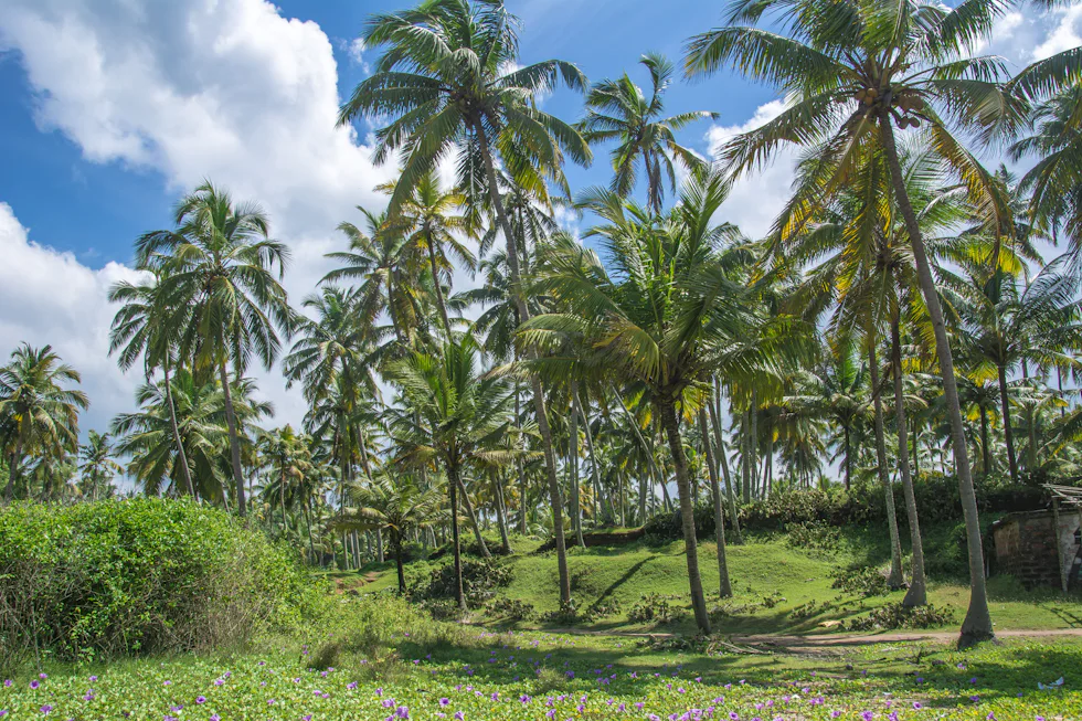 Palm trees standing over green fields near the farm