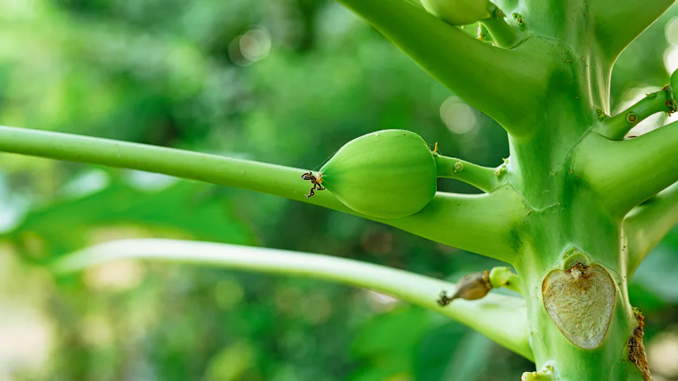 Papaya growing on the trunk of a papaya tree