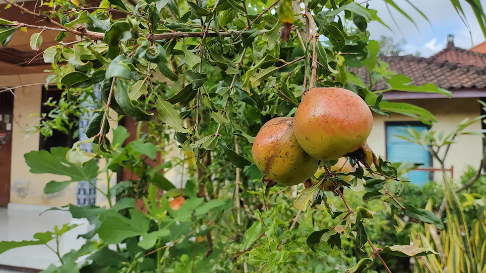 Deep red pomegranates ripening on the branch