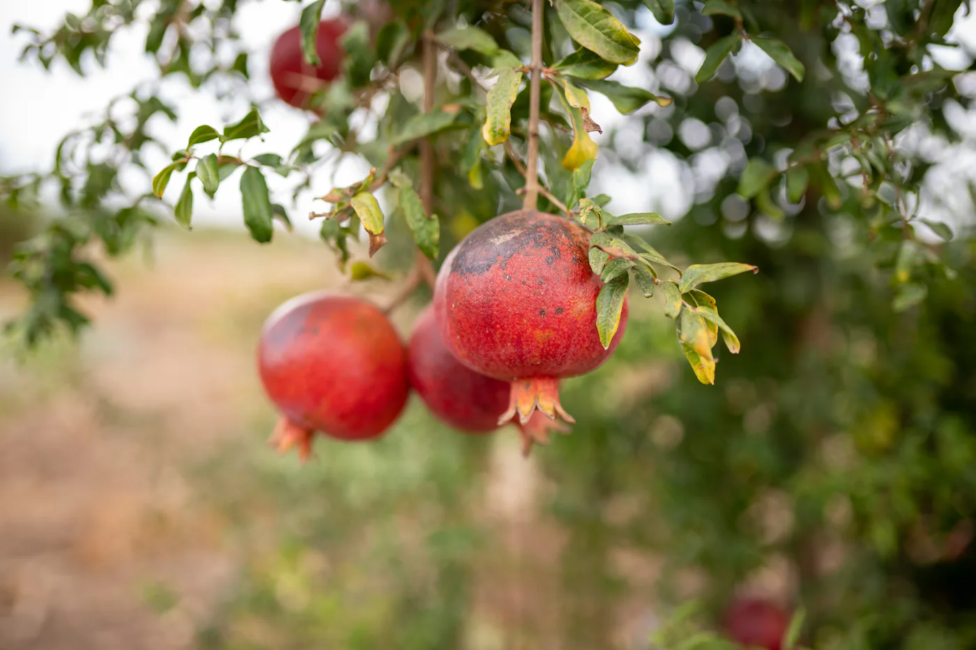 Ripe pomegranates hanging on a tree in the organic orchard